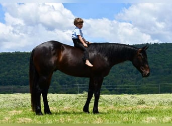 American Quarter Horse, Gelding, 4 years, 15 hh, Bay