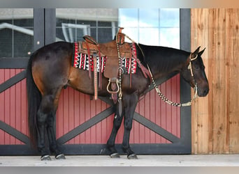 American Quarter Horse, Gelding, 4 years, 15 hh, Bay