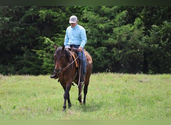 American Quarter Horse, Gelding, 4 years, 15 hh, Bay