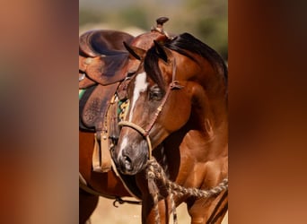 American Quarter Horse, Gelding, 4 years, 15 hh, Bay