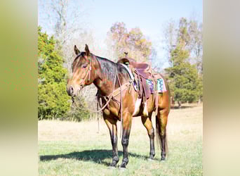 American Quarter Horse, Gelding, 4 years, 15 hh, Bay