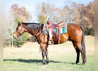 American Quarter Horse, Gelding, 4 years, 15 hh, Bay