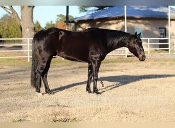 American Quarter Horse, Gelding, 4 years, 15 hh, Black