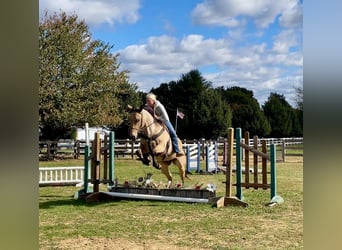 American Quarter Horse, Wallach, 4 Jahre, 15 hh, Buckskin