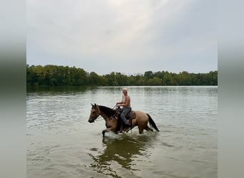 American Quarter Horse, Wallach, 4 Jahre, 15 hh, Buckskin