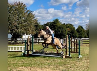 American Quarter Horse, Wallach, 4 Jahre, 15 hh, Buckskin