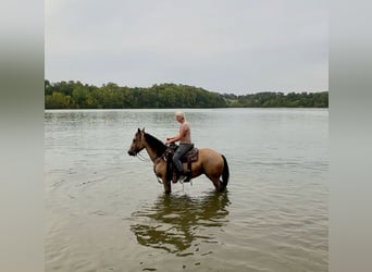 American Quarter Horse, Wallach, 4 Jahre, 15 hh, Buckskin