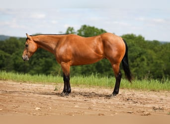American Quarter Horse, Gelding, 4 years, 15 hh, Buckskin