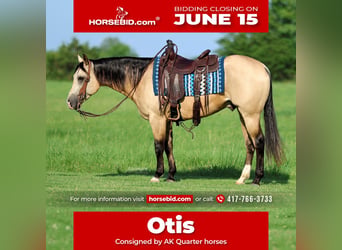American Quarter Horse, Gelding, 4 years, 15 hh, Buckskin