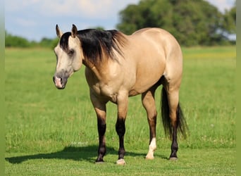 American Quarter Horse, Gelding, 4 years, 15 hh, Buckskin