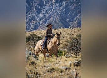 American Quarter Horse, Gelding, 4 years, 15 hh, Buckskin