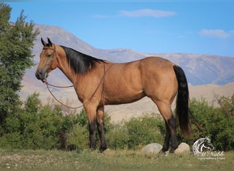 American Quarter Horse, Gelding, 4 years, 15 hh, Buckskin