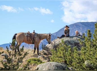 American Quarter Horse, Gelding, 4 years, 15 hh, Buckskin