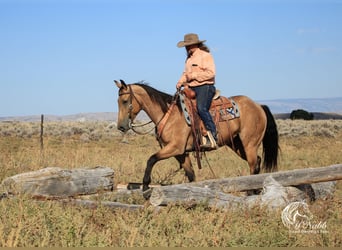 American Quarter Horse, Gelding, 4 years, 15 hh, Buckskin