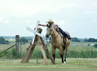 American Quarter Horse, Gelding, 4 years, 15 hh, Buckskin