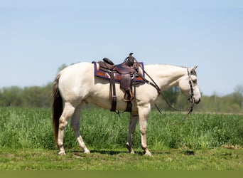 American Quarter Horse, Gelding, 4 years, 15 hh, Champagne
