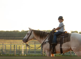 American Quarter Horse, Gelding, 4 years, 15 hh, Champagne