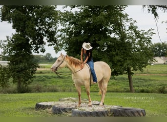 American Quarter Horse, Gelding, 4 years, 15 hh, Champagne
