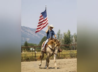 American Quarter Horse, Wallach, 4 Jahre, 15 hh, Champagne