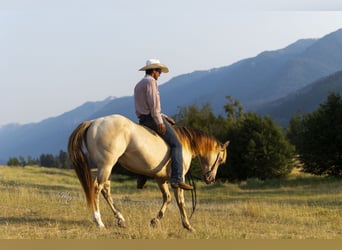 American Quarter Horse, Wallach, 4 Jahre, 15 hh, Champagne