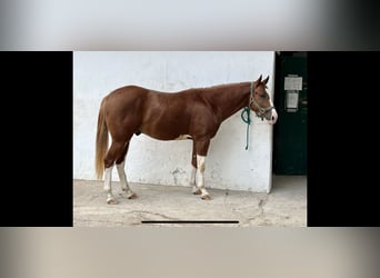 American Quarter Horse, Gelding, 4 years, 15 hh, Chestnut-Red