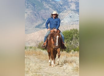American Quarter Horse, Gelding, 4 years, 15 hh, Chestnut