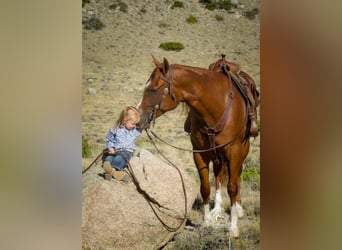 American Quarter Horse, Gelding, 4 years, 15 hh, Chestnut