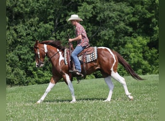 American Quarter Horse, Gelding, 4 years, 15 hh, Chestnut