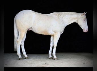 American Quarter Horse, Gelding, 4 years, 15 hh, Cremello