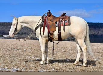 American Quarter Horse, Gelding, 4 years, 15 hh, Cremello