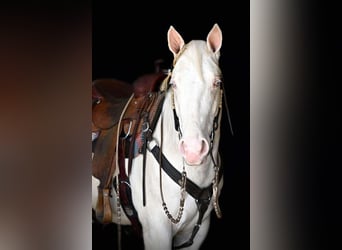 American Quarter Horse, Gelding, 4 years, 15 hh, Cremello