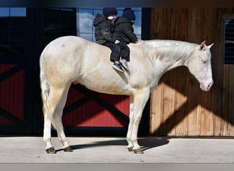 American Quarter Horse, Gelding, 4 years, 15 hh, Cremello