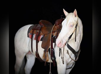 American Quarter Horse, Gelding, 4 years, 15 hh, Cremello