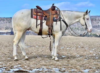 American Quarter Horse, Gelding, 4 years, 15 hh, Cremello