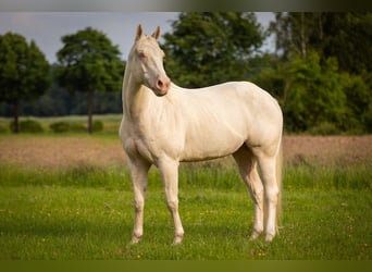 American Quarter Horse, Gelding, 4 years, 15 hh, Cremello
