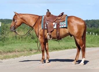 American Quarter Horse, Gelding, 4 years, 15 hh, Dun