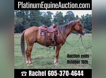 American Quarter Horse, Gelding, 4 years, 15 hh, Dun