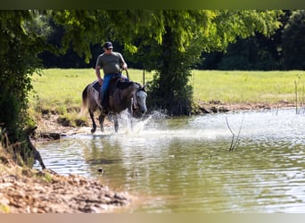 American Quarter Horse, Gelding, 4 years, 15 hh, Gray