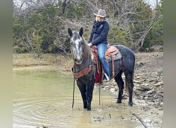 American Quarter Horse, Gelding, 4 years, 15 hh, Gray