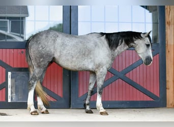 American Quarter Horse, Gelding, 4 years, 15 hh, Grey-Dapple