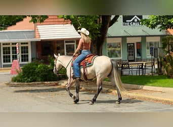 American Quarter Horse, Gelding, 4 years, 15 hh, Grey