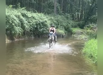 American Quarter Horse, Gelding, 4 years, 15 hh, Grey