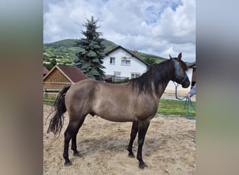 American Quarter Horse, Gelding, 4 years, 15 hh, Grullo