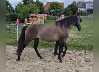 American Quarter Horse, Gelding, 4 years, 15 hh, Grullo