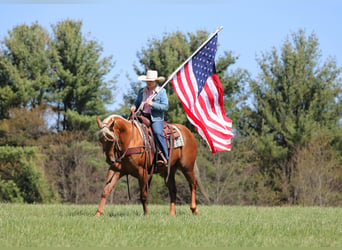 American Quarter Horse, Gelding, 4 years, 15 hh, Palomino