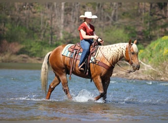 American Quarter Horse, Gelding, 4 years, 15 hh, Palomino