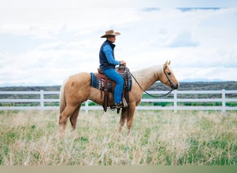 American Quarter Horse, Gelding, 4 years, 15 hh, Palomino