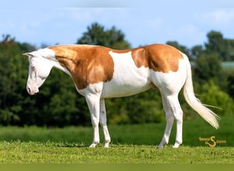 American Quarter Horse, Gelding, 4 years, 15 hh, Palomino