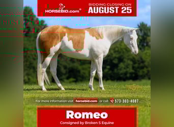 American Quarter Horse, Gelding, 4 years, 15 hh, Palomino