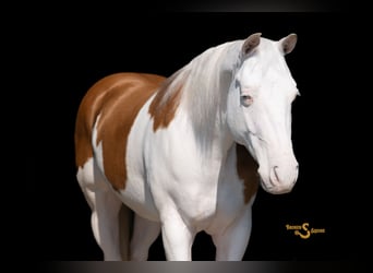 American Quarter Horse, Gelding, 4 years, 15 hh, Palomino